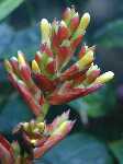 Click to see Bromeliad-genus_unknown_Robin-TallGrnBrnStrip4293-2.jpg
