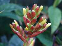 Click to see Bromeliad-genus_unknown_Robin-TallGrnBrnStrip4293.jpg