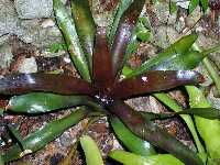 Click to see Bromeliad-genus_unknown_SarahSue_4251.jpg