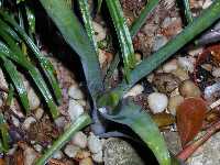 Click to see Bromeliad-genus_unknown_SarahSue_4253.jpg