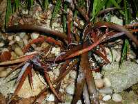 Click to see Bromeliad-genus_unknown_SarahSue_4254.jpg