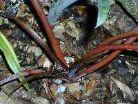 Click to see Bromeliad-genus_unknown_SarahSue_4257.jpg