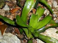 Click to see Bromeliad-genus_unknown_SarahSue_4262.jpg