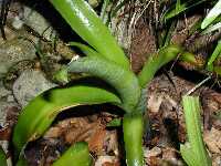 Click to see Bromeliad-genus_unknown_SarahSue_4263.jpg