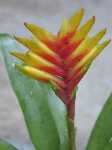 Click to see Vriesea_sp_red-yellowfromPam2.jpg