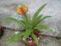 Click to see Vriesea_sp_red-yellowfromPam.jpg